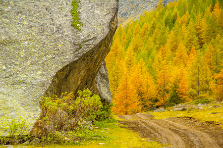 Trees with autumn colorsの写真素材