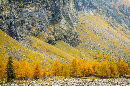 Trees in the mountains with autumn colorsの写真素材