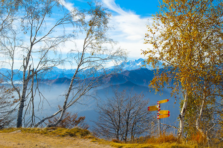 Silver birch trees in the mountains, Italyの写真素材