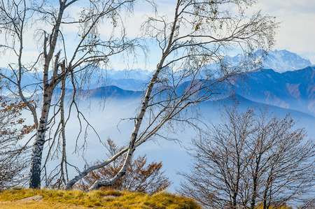 Silver birch trees in the mountains, Italyの写真素材