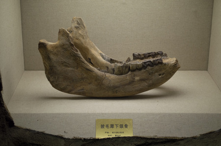 Heilongjiang Provincial Museum-Woolly rhinocerosのeditorial素材