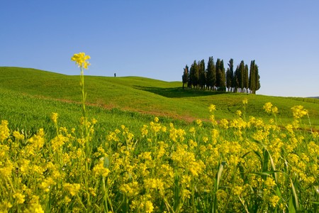 Typical Tuscany (Val d' Orcia) landscape with blue sky, rolled hills and cypress.の写真素材