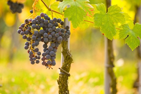 Ripe grapes with colorful leaves in vineyard in autumn ready for harvest.の写真素材