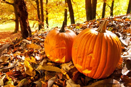 Carved Halloween Jack O Lanterns of different shapes and sizes in forest.の写真素材