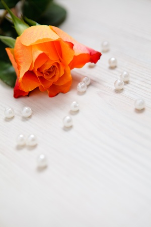 Beautiful rose with pearls as a gift for Valentine's dayの写真素材