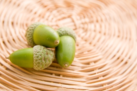 Freshly picked whole green acorns on wooden table.の写真素材