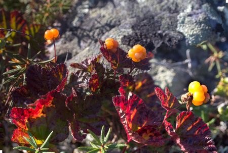 Cloudberry moroshka mountains stone Uralsの写真素材