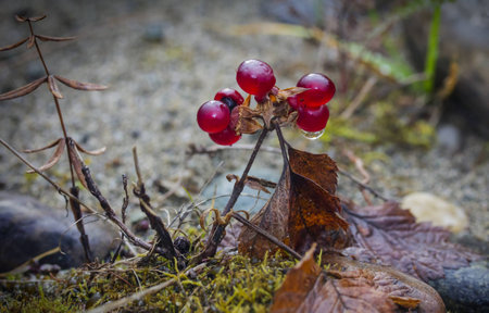 stoneberry mountains stone Urals
