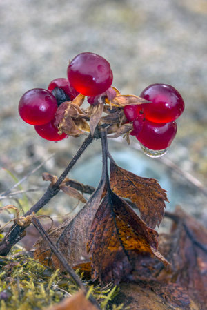 stoneberry mountains stone Urals autumn