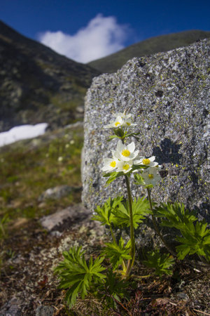 The mountain anemone biarmia in springの写真素材
