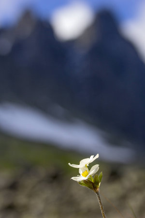 The mountain anemone biarmia in spring in Uralsの写真素材