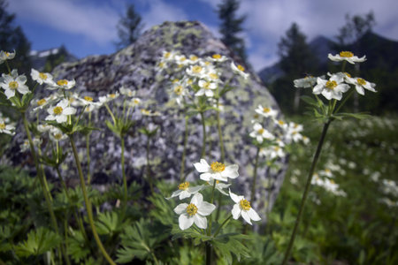The mountain anemone biarmia) in Uralsの写真素材