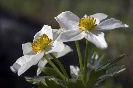 The mountain anemone biarmia in Uralsの写真素材