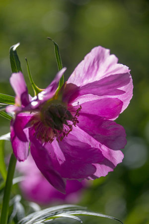 mountain peony anomalia Urals pinkの写真素材