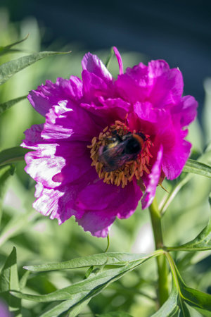 mountain peony anomalia Urals pinkの写真素材