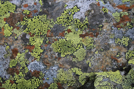 Lichens are symbiotic fungi and algae. They are able to grow on the rocks clean and often form on...