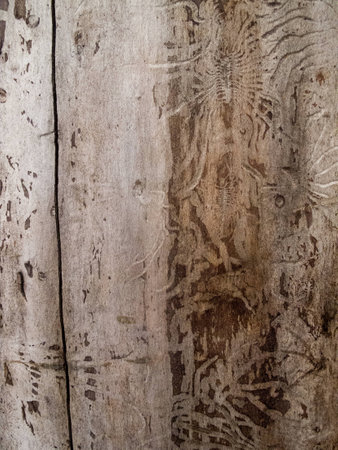 wood dead tree texture patternの写真素材