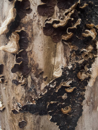 wood dead tree texture patternの写真素材