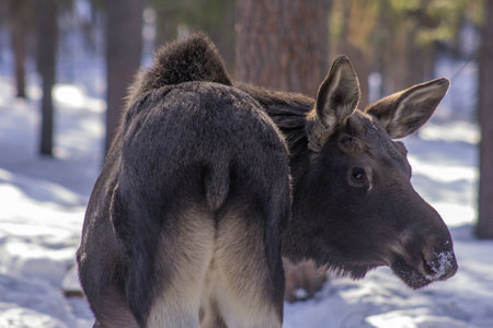 Young moose in the forestの写真素材