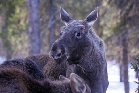 Young moose in the forestの写真素材