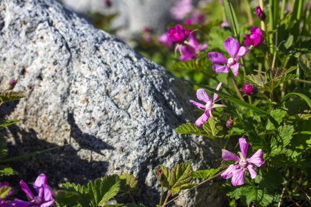 Rubus arcticus berries in Ural Mountainsの写真素材