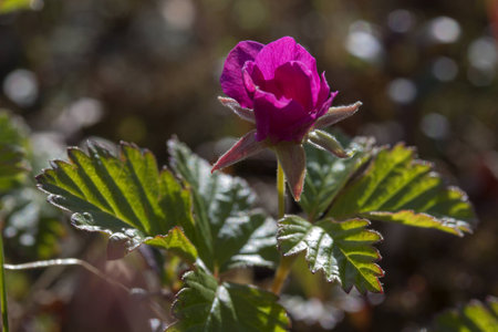 Rubus arcticus berries in Ural Mountains