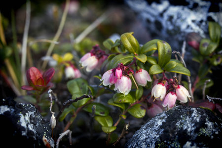 lingberry flowers and berries in Ural Mountainsの写真素材
