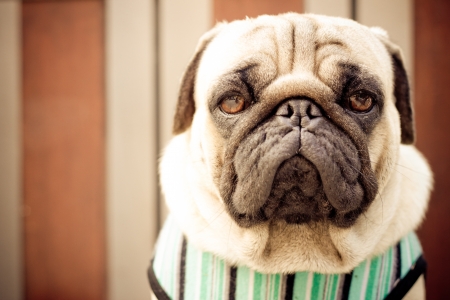 Sad pug wearing blue clothの写真素材