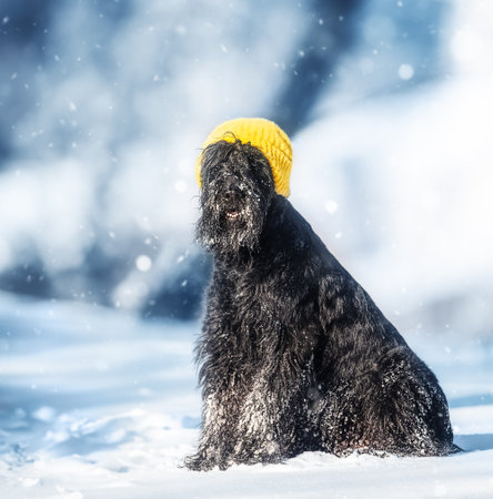Giant schnauzer in a yellow hat in the winter park.の写真素材
