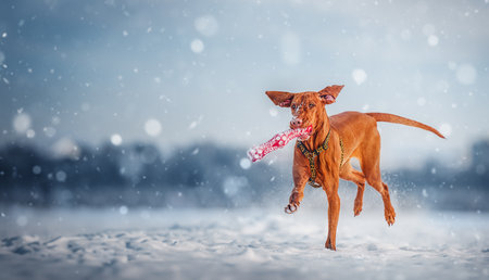 A beautiful Hungarian Vizsla dog runs through the winter forest.の写真素材