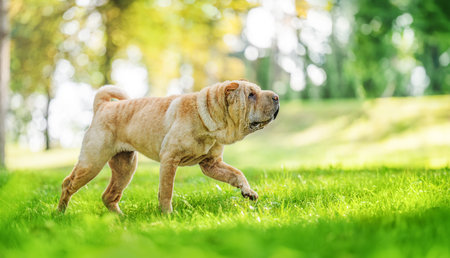 Portrait of shar pei purebred dog brown color walking on the grass.の写真素材