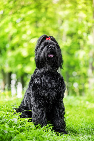 big Russian black terrier in lavenderの写真素材