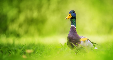 Mallard Duck resting on green grass in the park.の写真素材