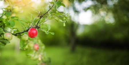 Harvest of red apples on a tree in the garden at summerの写真素材