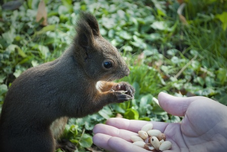 Squirel eating from human handの写真素材