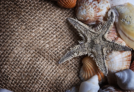 seashells and starfishの写真素材