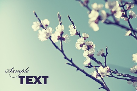 Cherry blossom in retro styleの写真素材