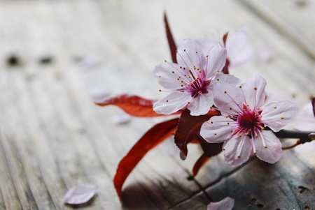 Spring blossom on rustic wooden plank