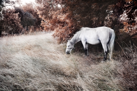 White horse の写真素材