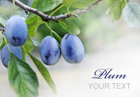 Plams on branch with copyspaceの写真素材