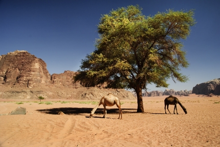 Two camels in desert of Wadi Rum, Jordanの写真素材