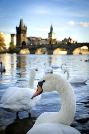 Swans on Vltava river, Pragueの写真素材