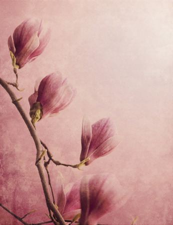 Beautiful magnolia flower on textured backgroundの写真素材