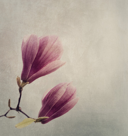 Beautiful magnolia flower on textured backgroundの写真素材