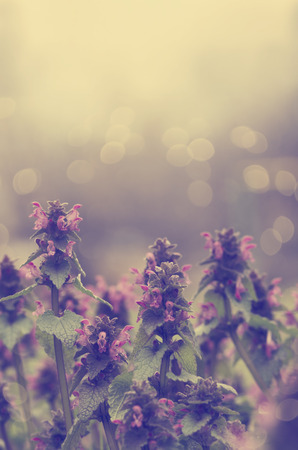 Beautiful spring flowers closeupの写真素材