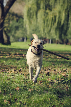 Dog running with stick in the parkの写真素材
