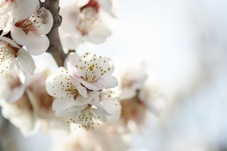 Beautiful cherry blossom closeupの写真素材