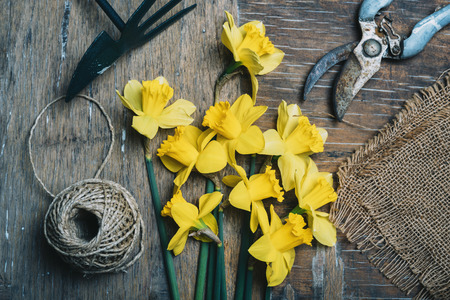 Top view of florist's tool and flower bouquet with narcissus and decorative ribbon. Gardening spring still life concept.の写真素材