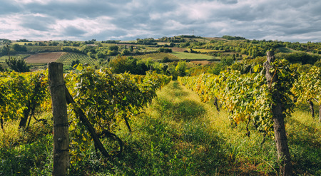 Vineyard region landscape in summer. Countryside with grape vines growing. Traditional winery and...