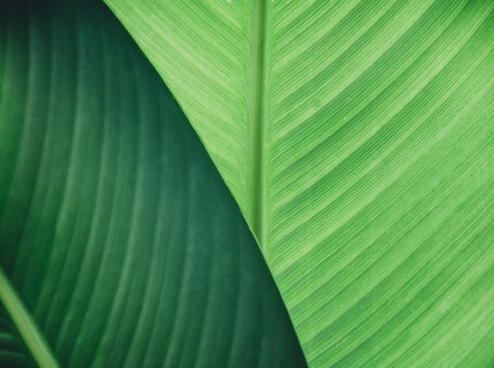 Abstract natural leaves background. Dark green foliage flat lay. Ecology and nature concept.